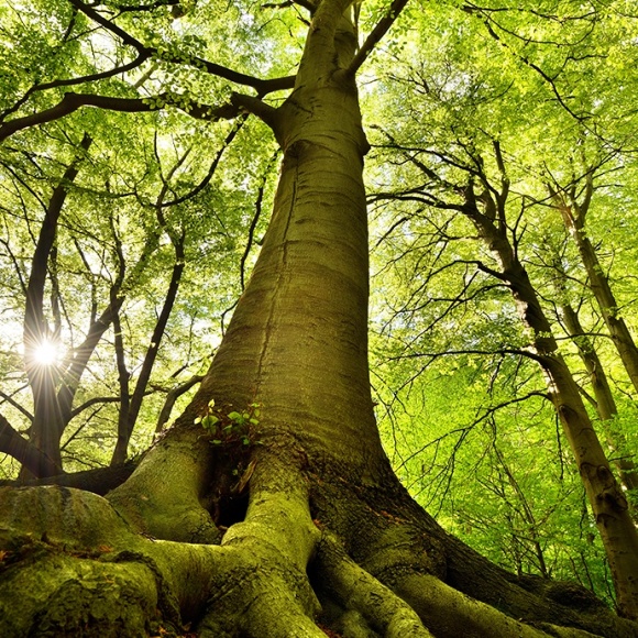 In the shade of an ancient forest - Ostri Medvjedak Trail